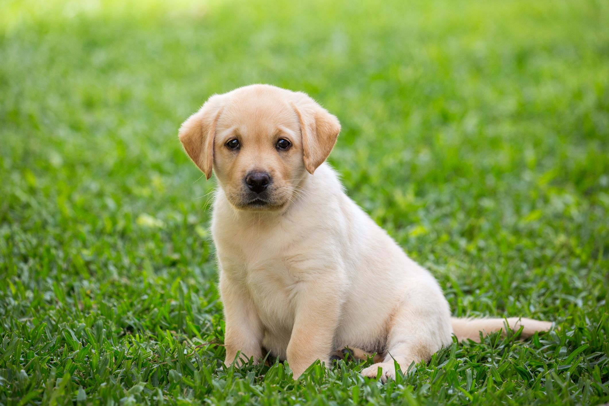 Labrador puppy